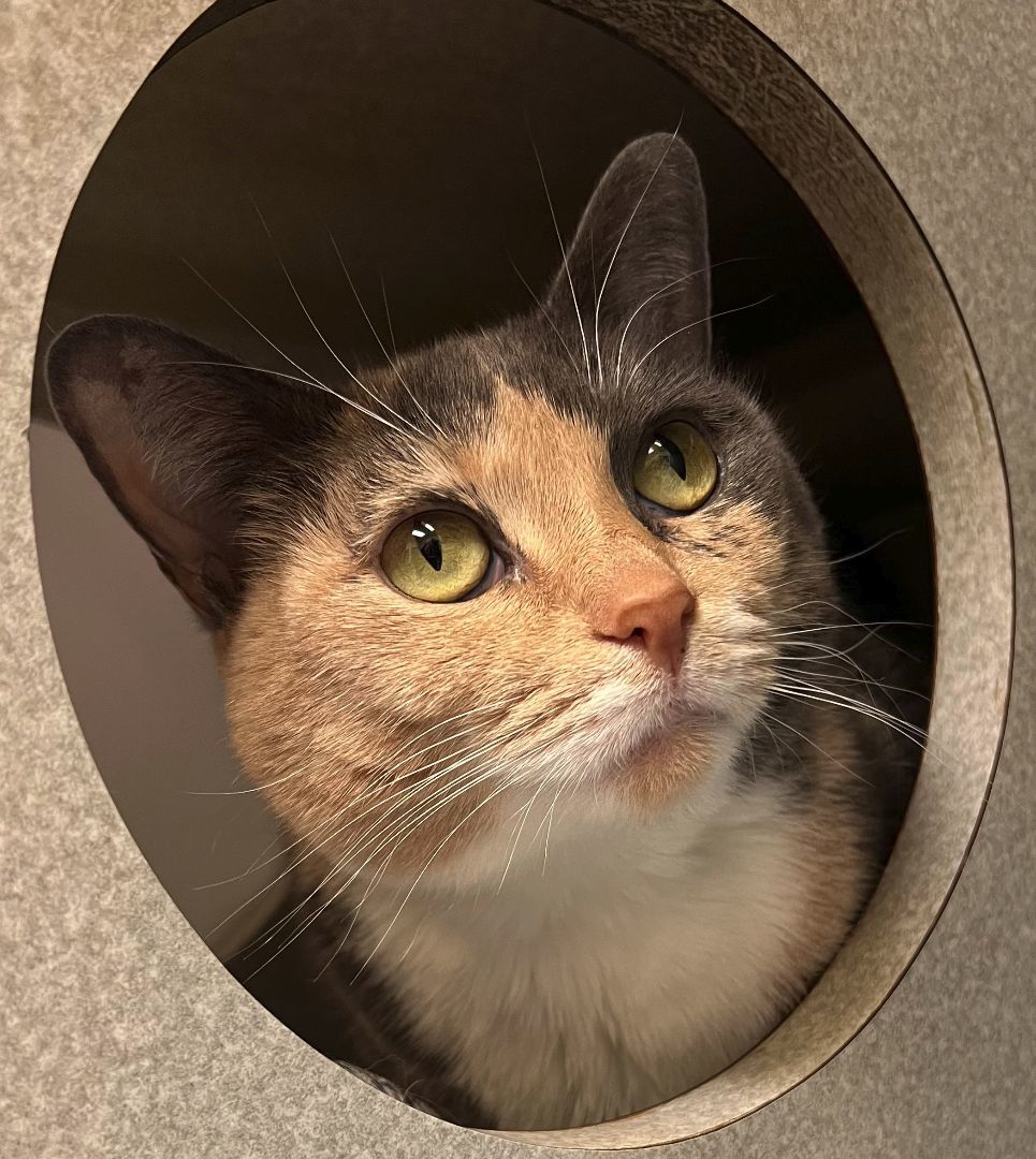 Amber, a Adoptable Domestic Short Hair in Wheeling, IL image 2/6