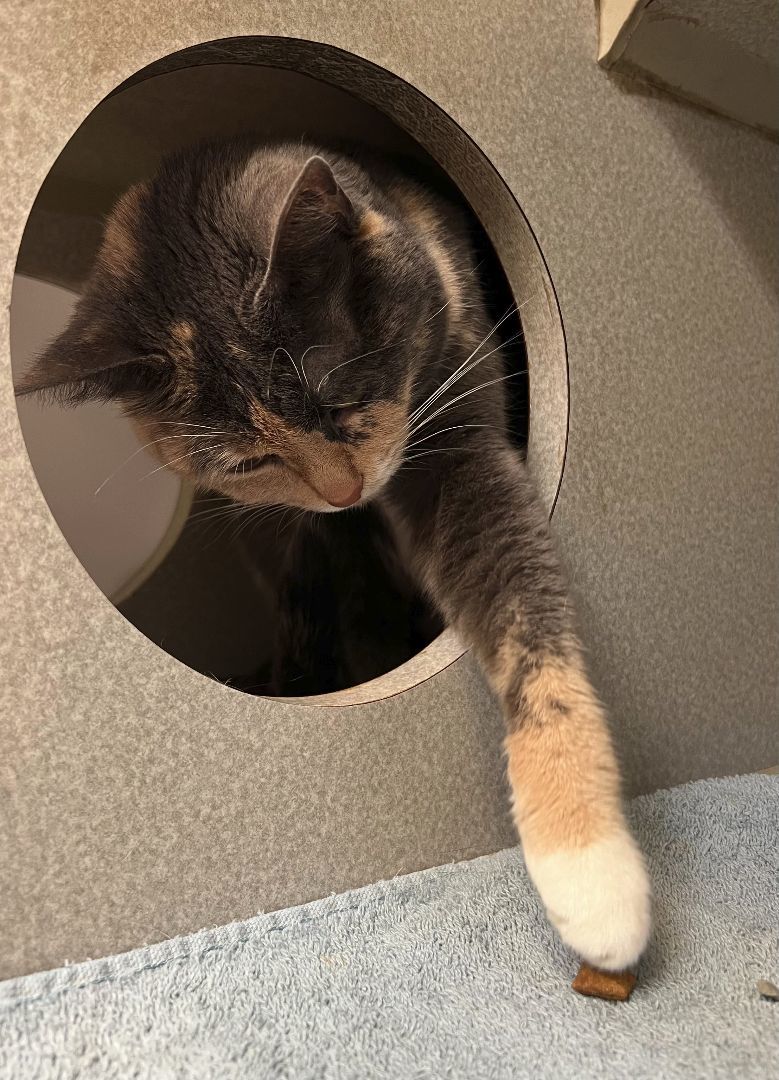 Amber, a Adoptable Domestic Short Hair in Wheeling, IL image 4/6