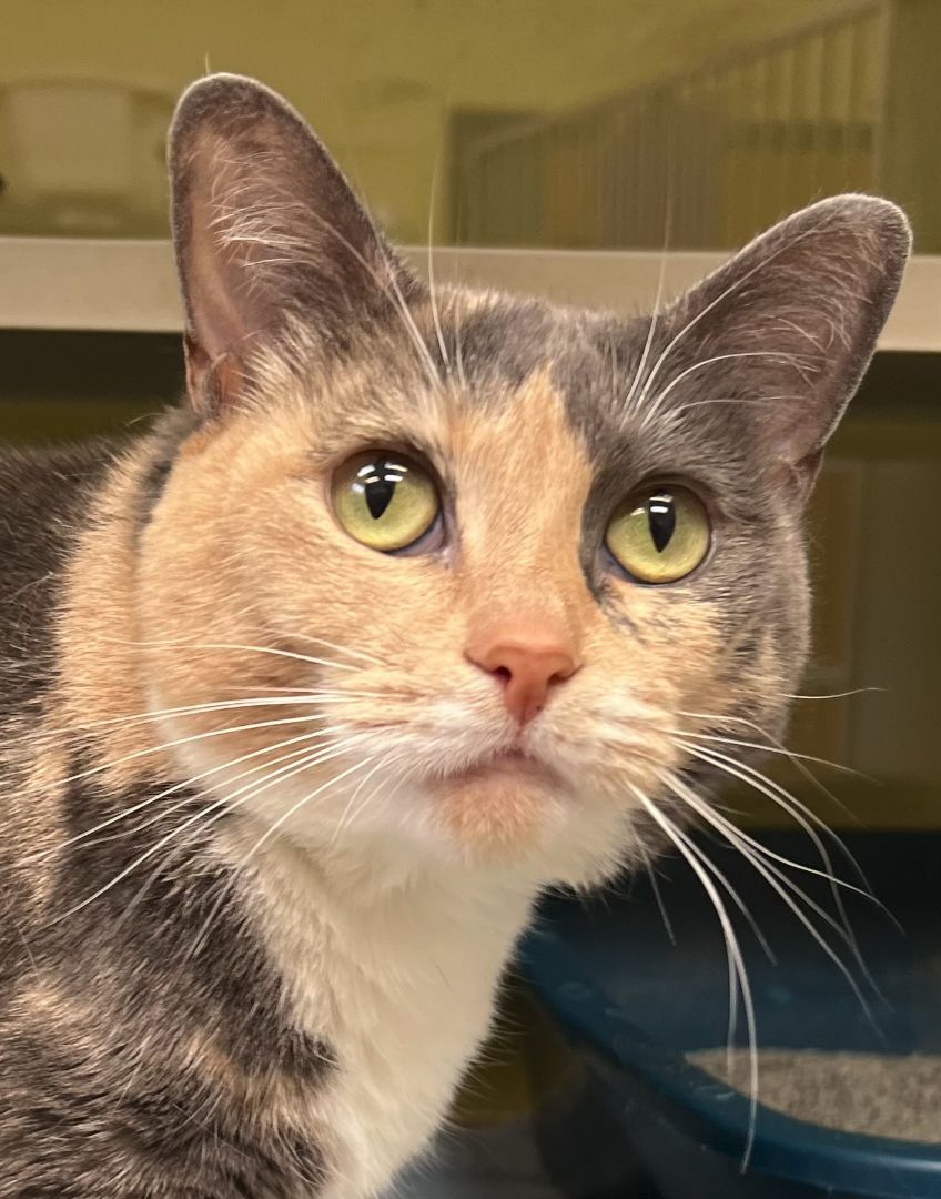 Amber, a Adoptable Domestic Short Hair in Wheeling, IL image 5/6