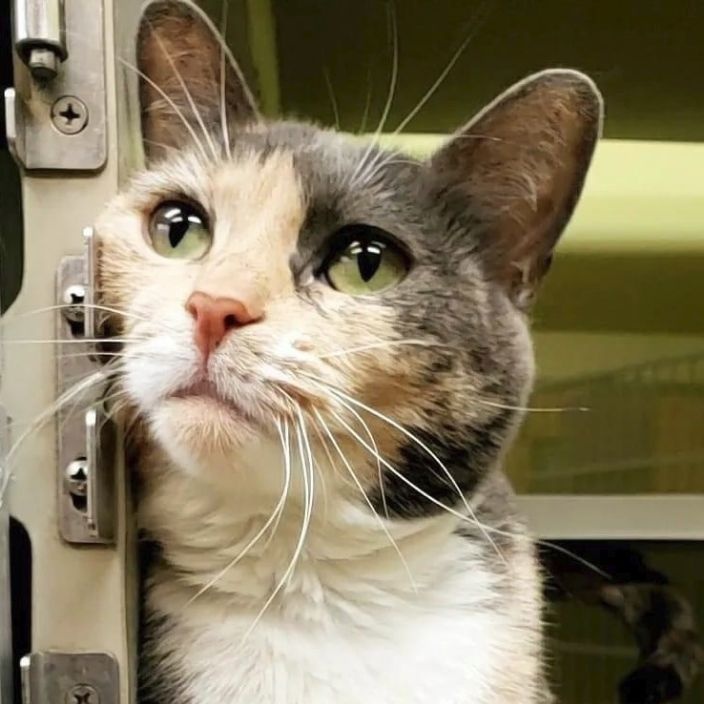 Amber, a Adoptable Domestic Short Hair in Wheeling, IL image 1/6