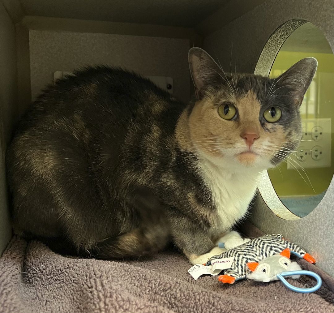 Amber, a Adoptable Domestic Short Hair in Wheeling, IL image 6/6