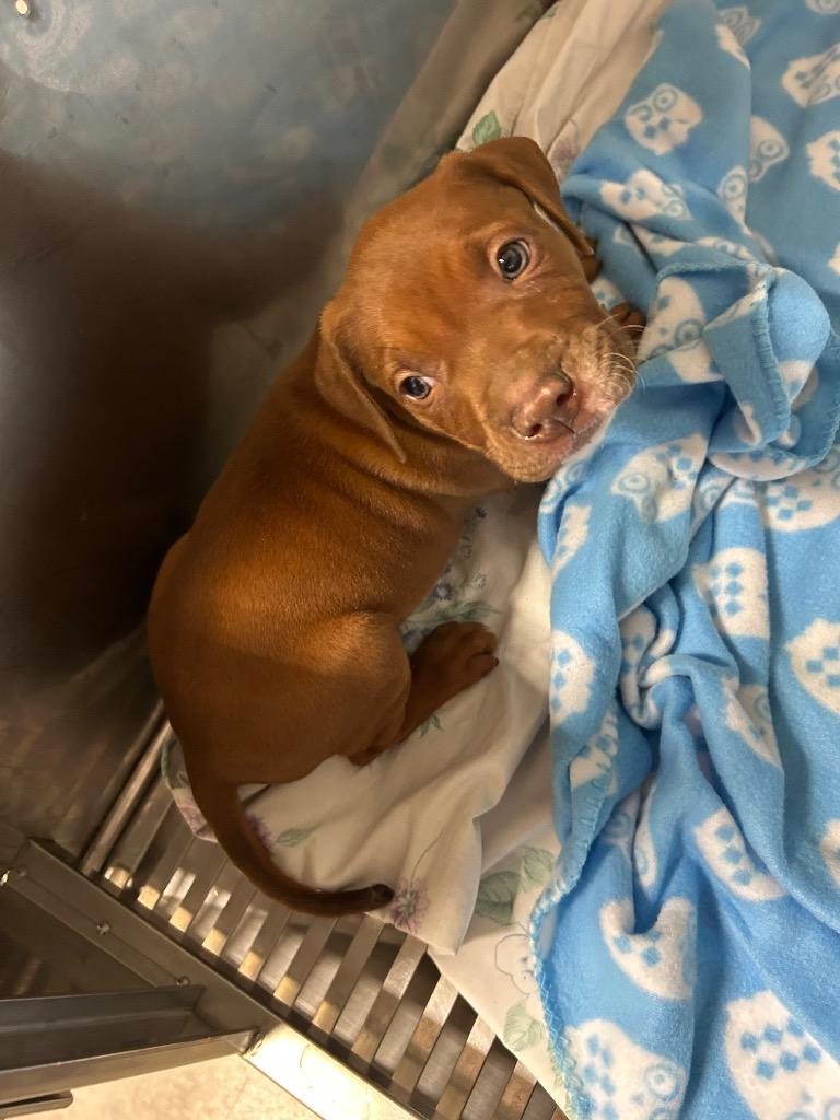 Barney, Adoptable, Puppy Female Mixed Breed.
