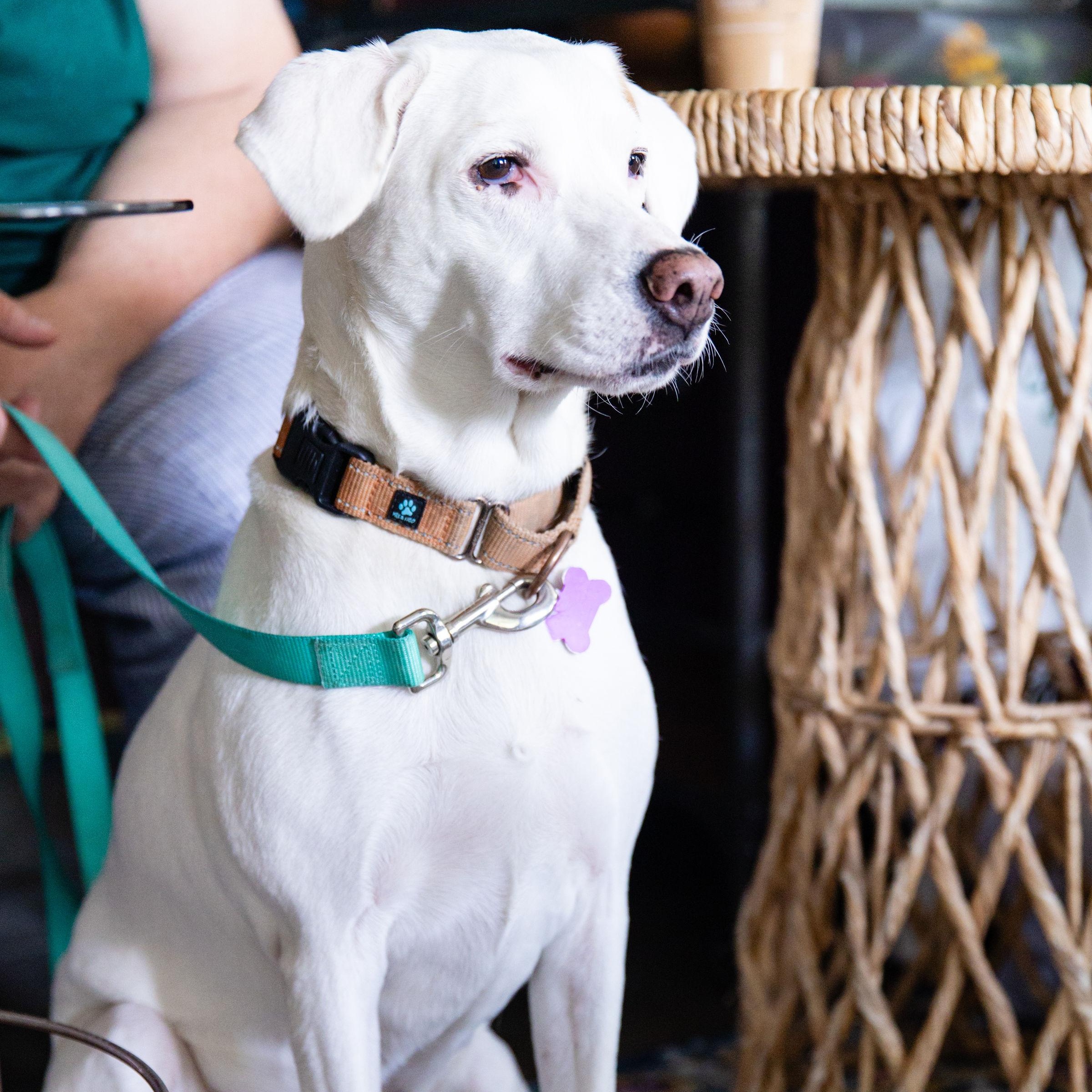 Reggie, a Adoptable mixed breed in Austin, TX image 3/4