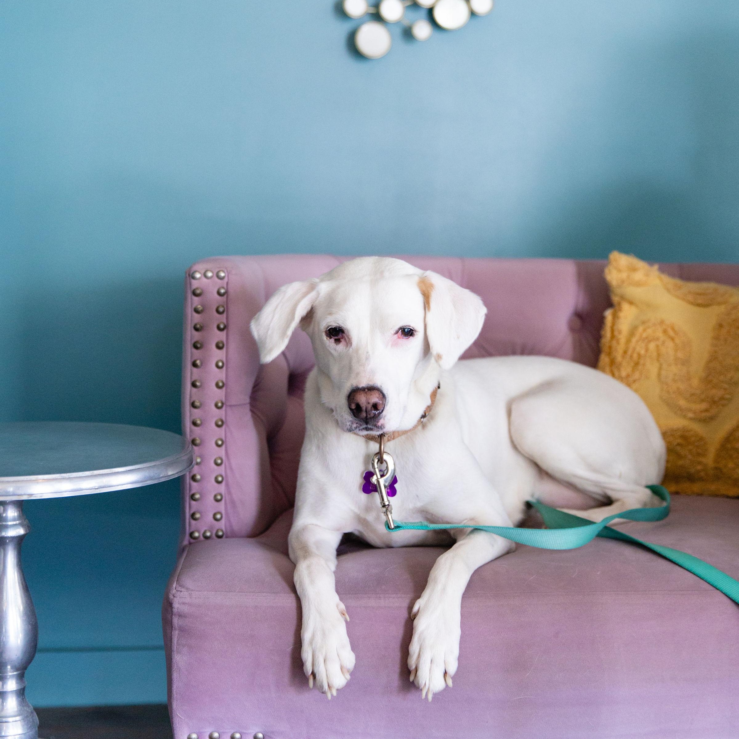 Reggie, a Adoptable mixed breed in Austin, TX image 4/4