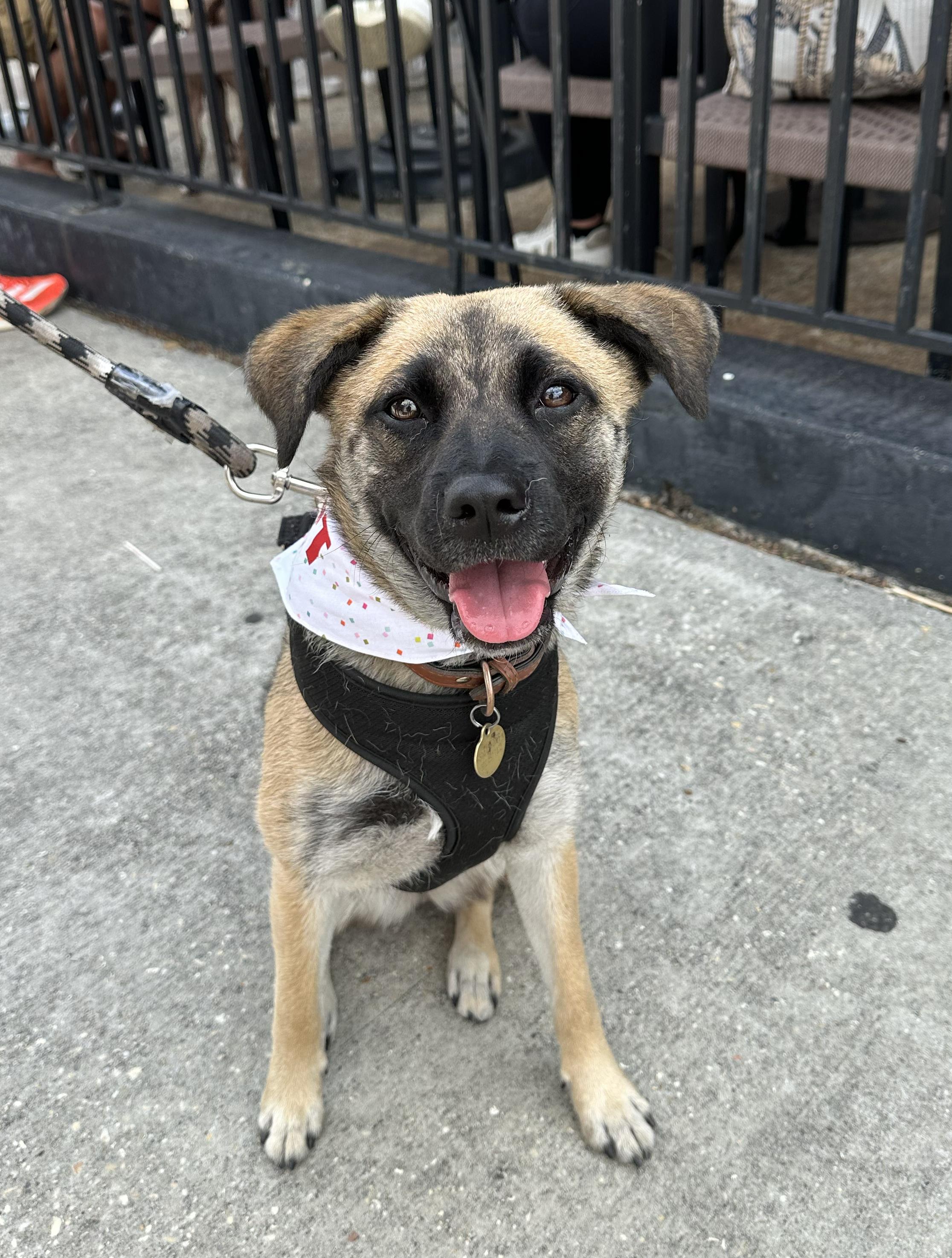 Meet Logan Logan is a bright playful and sweet 1 year old shepherd mix with an independent streak