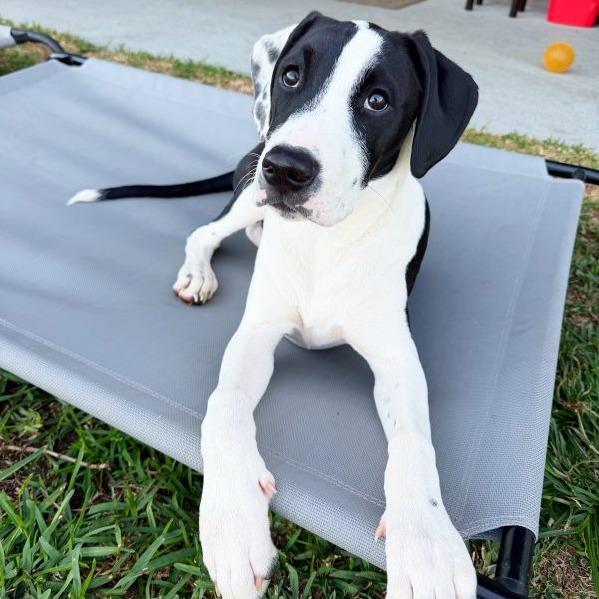 Cupid, Adoptable, Young Female German Shorthaired Pointer & Labrador Retriever.