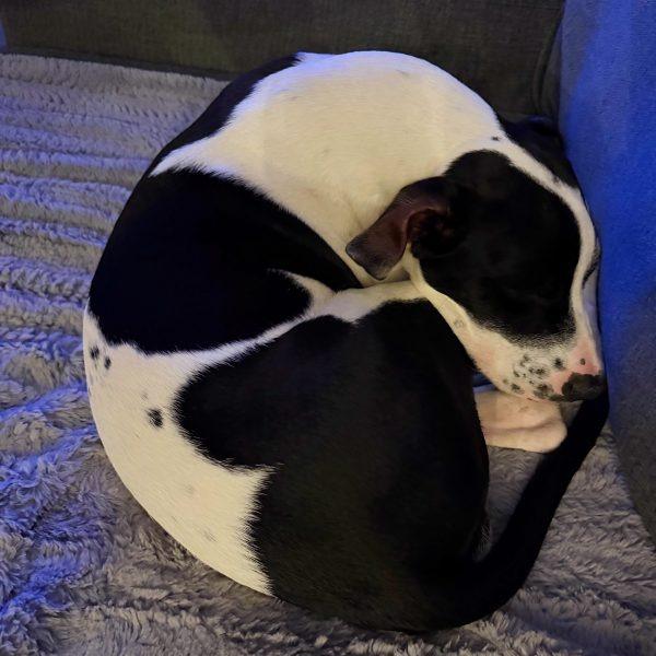 Enlarge Cupid, a Adoptable mixed breed in Tampa, FL image 2/4