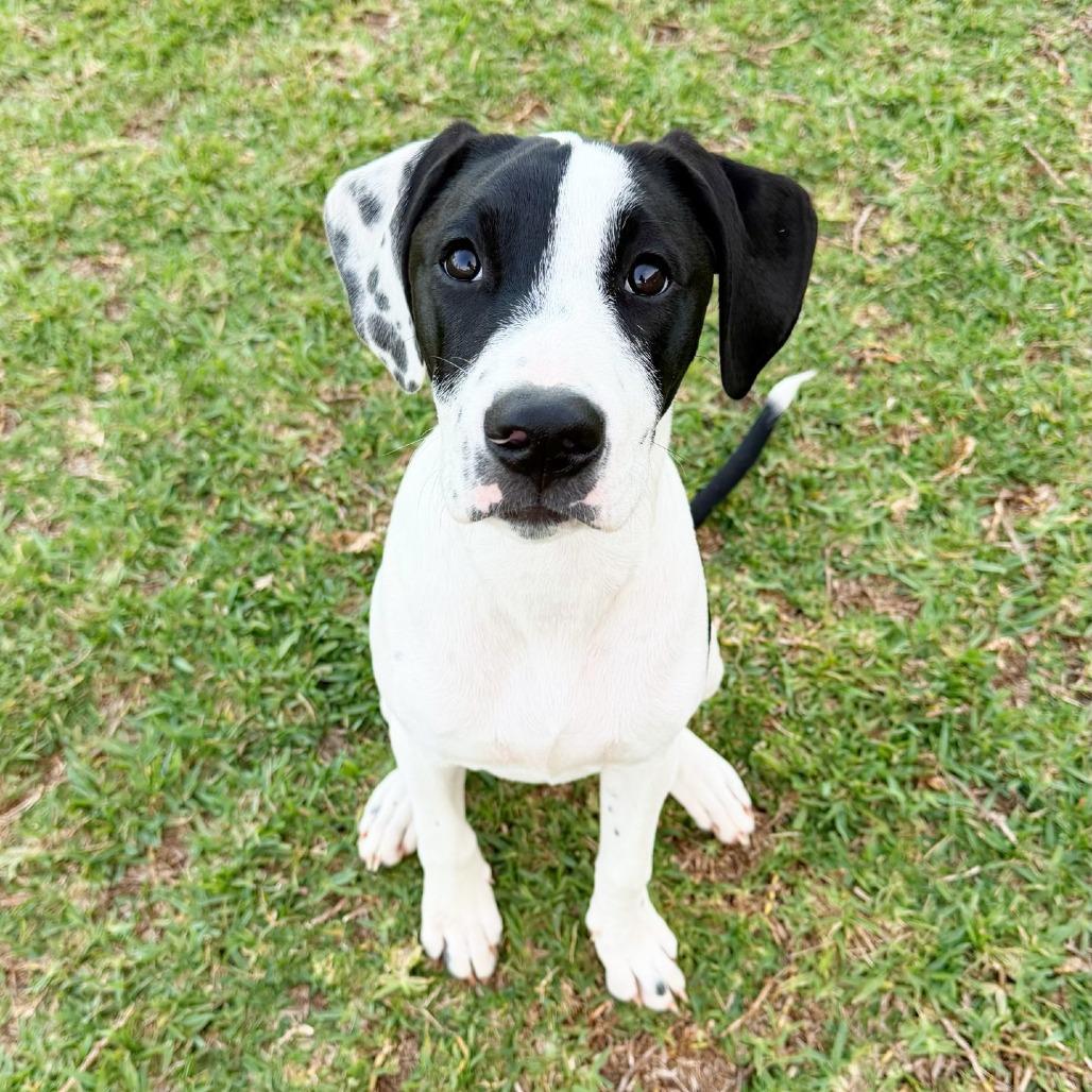 Enlarge Cupid, a Adoptable mixed breed in Tampa, FL image 3/4