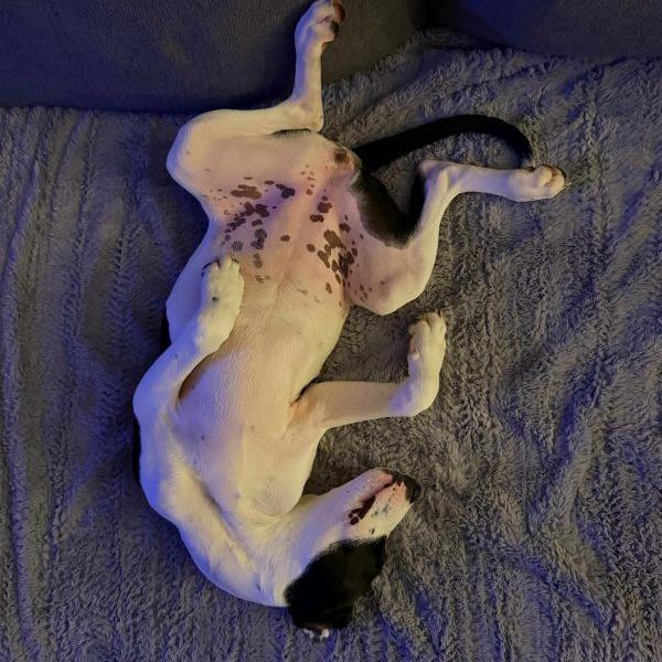 Enlarge Cupid, a Adoptable mixed breed in Tampa, FL image 4/4