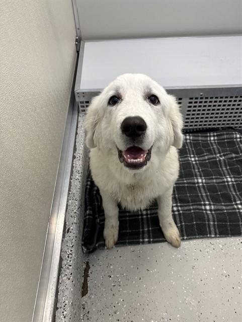 Enlarge COSMO, a Adoptable Great Pyrenees in Forney, TX image 1/1