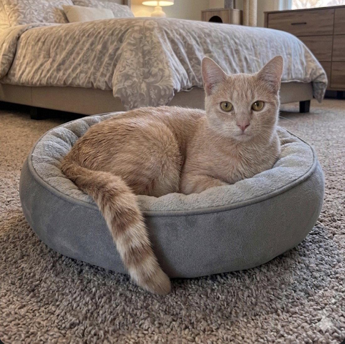 Opalite, Adoptable, Young Female Domestic Short Hair.