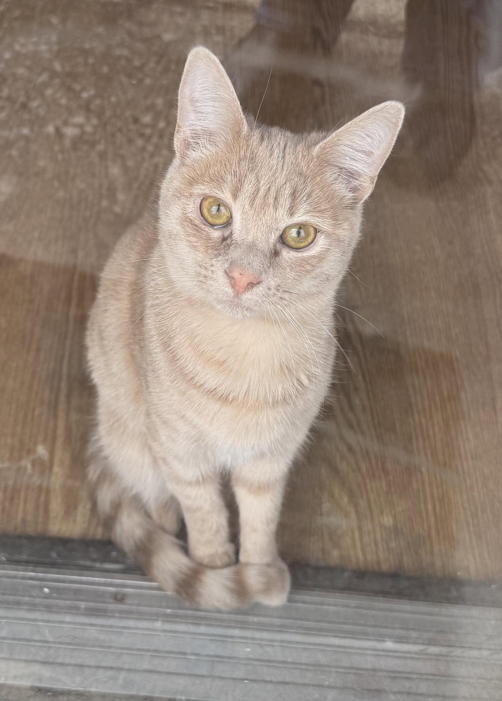 Opalite, a Adoptable Domestic Short Hair in Newtown Square, PA image 2/3