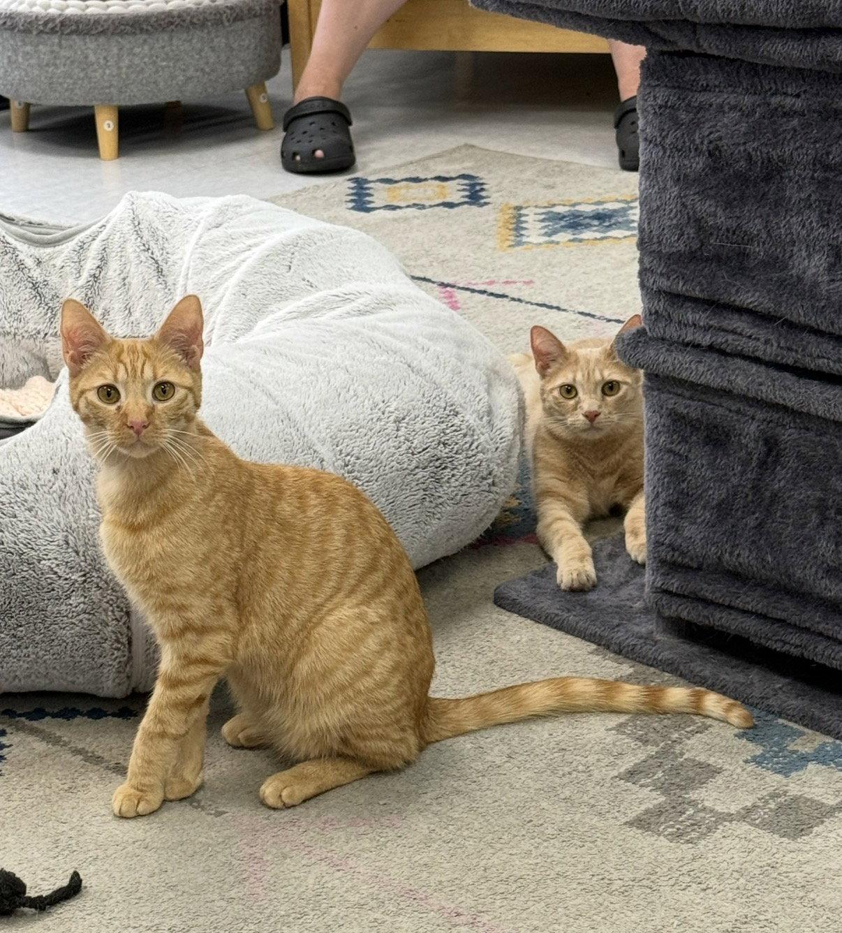 Enlarge Opalite, a Adoptable Domestic Short Hair in Newtown Square, PA image 1/3