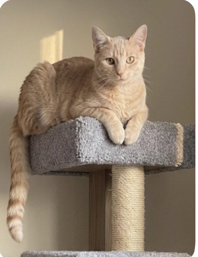 Opalite, a Adoptable Domestic Short Hair in Newtown Square, PA image 2/3