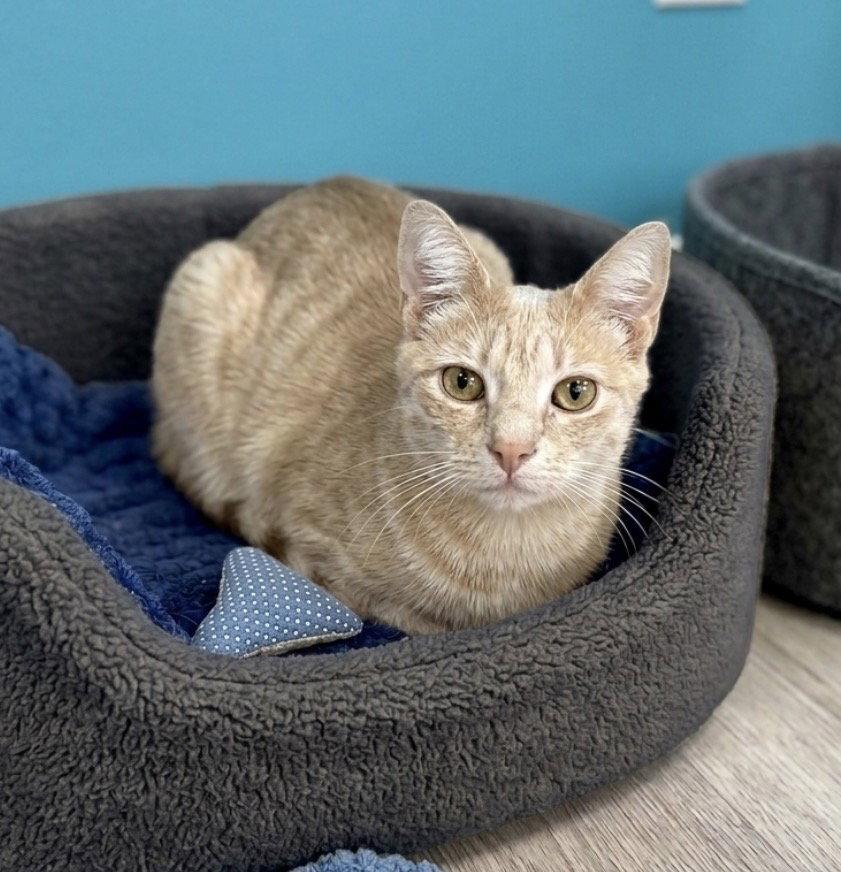 Enlarge Opalite, a Adoptable Domestic Short Hair in Newtown Square, PA image 2/3