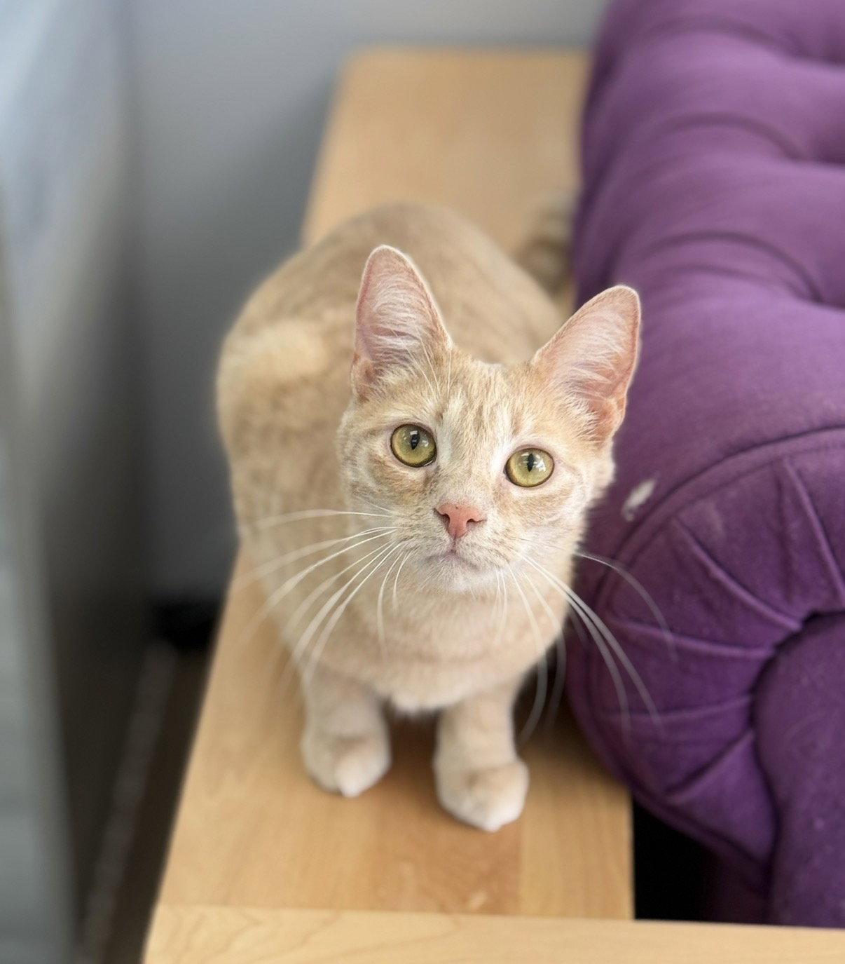 Enlarge Opalite, a Adoptable Domestic Short Hair in Newtown Square, PA image 3/3