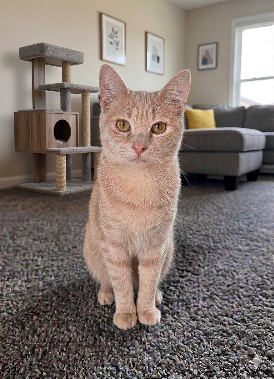 Opalite, a Adoptable Domestic Short Hair in Newtown Square, PA image 3/3