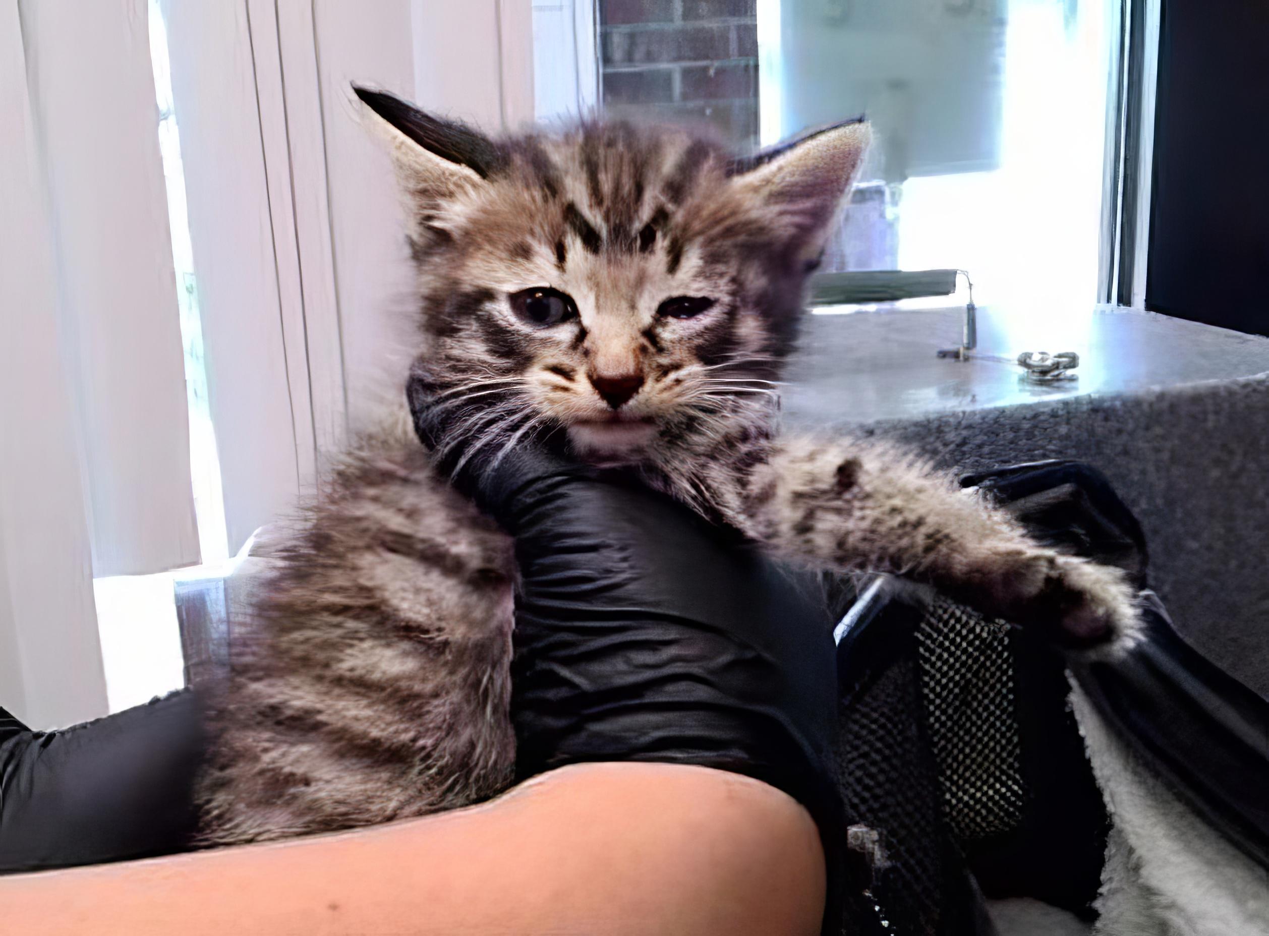 Jax
