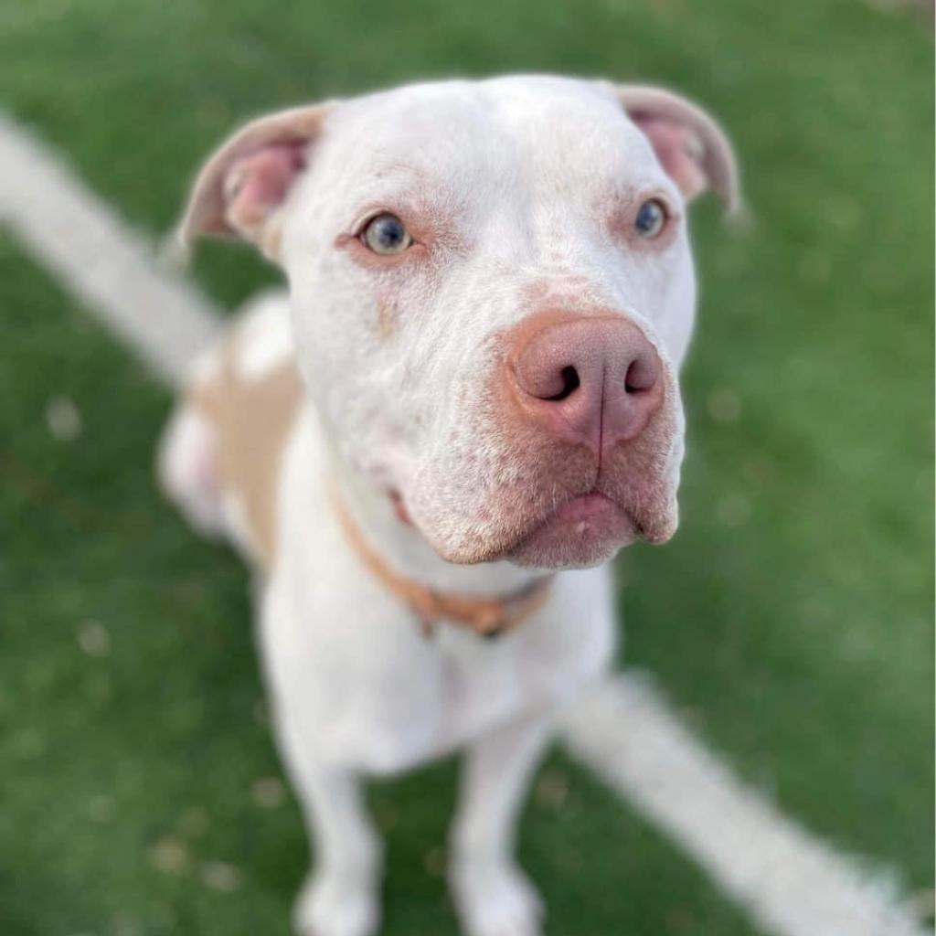 Rocko, Adoptable, Adult Male Pit Bull Terrier & Mixed Breed.