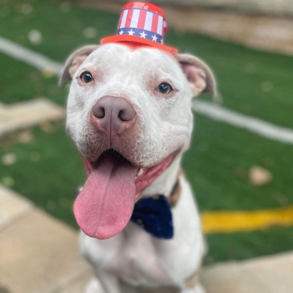 Enlarge Rocko, a Adoptable mixed breed in Peculiar, MO image 2/6