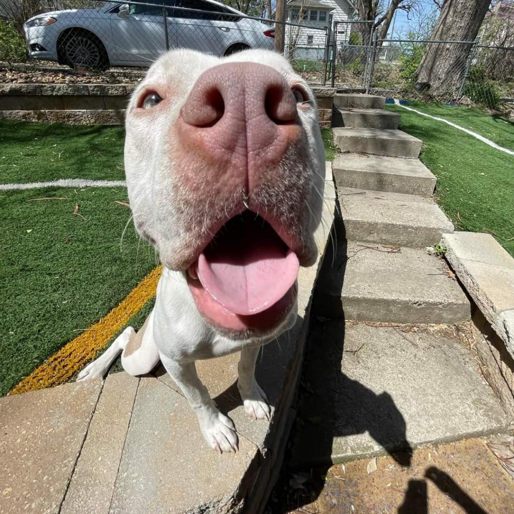 Enlarge Rocko, a Adoptable mixed breed in Peculiar, MO image 3/6