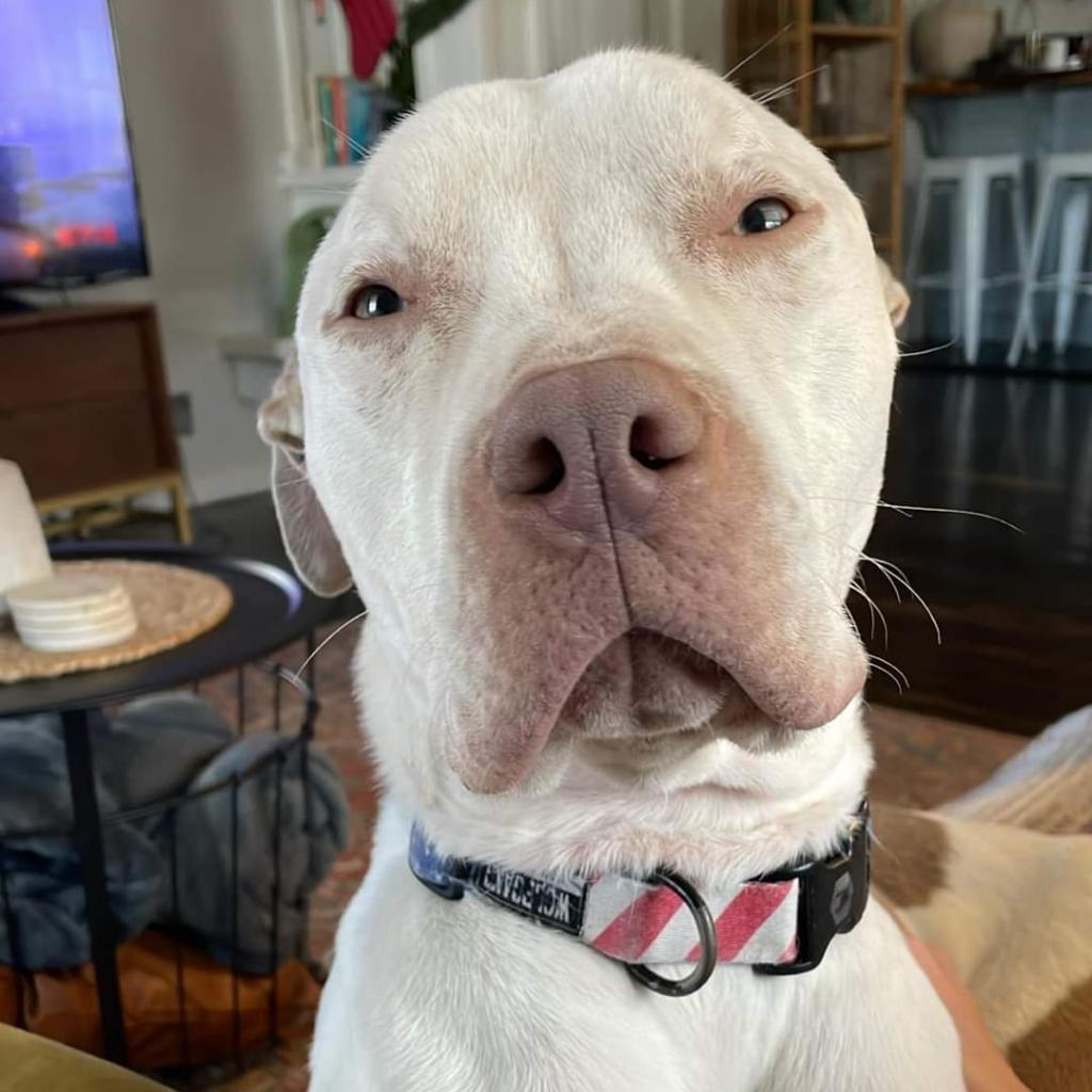 Enlarge Rocko, a Adoptable mixed breed in Peculiar, MO image 4/6