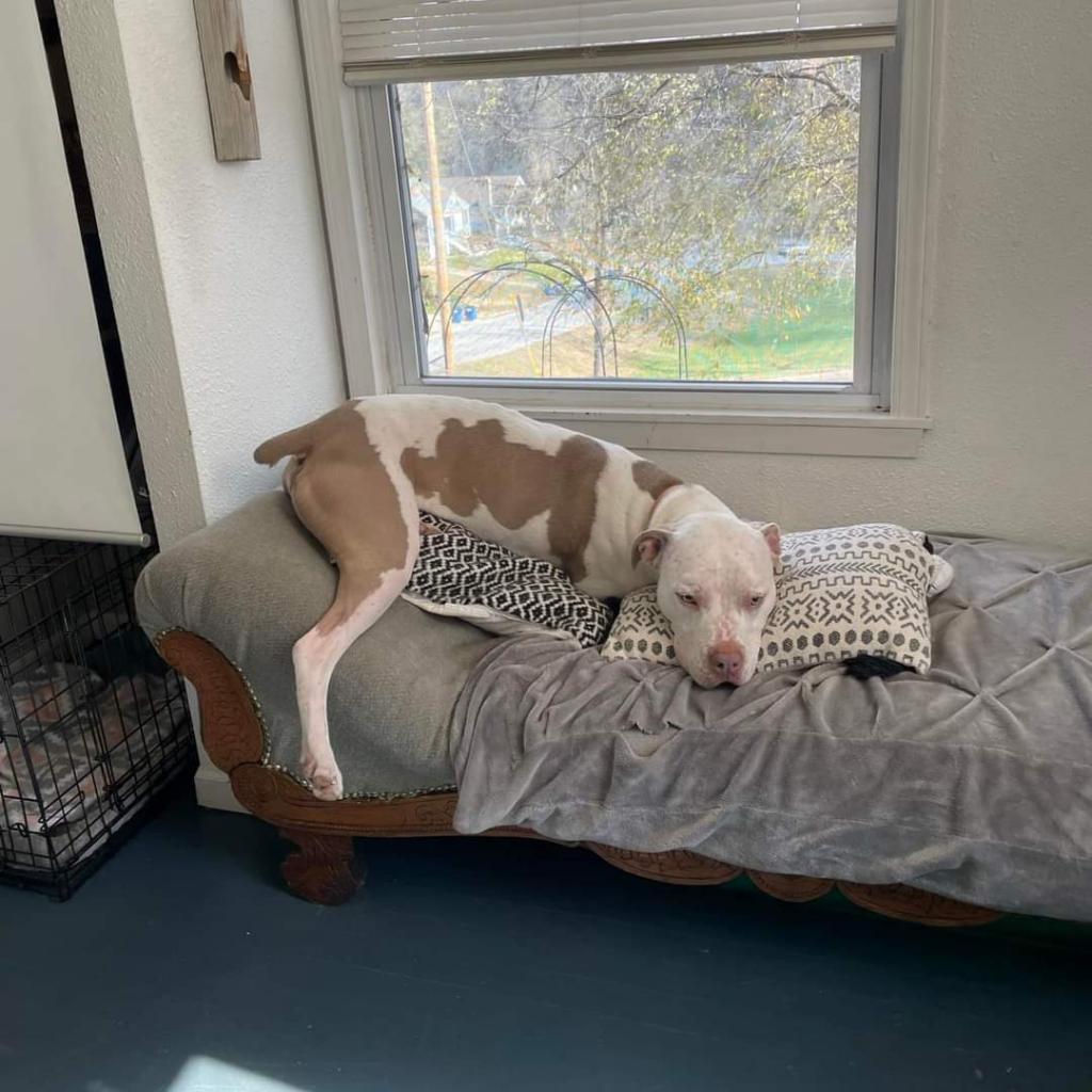 Enlarge Rocko, a Adoptable mixed breed in Peculiar, MO image 5/6