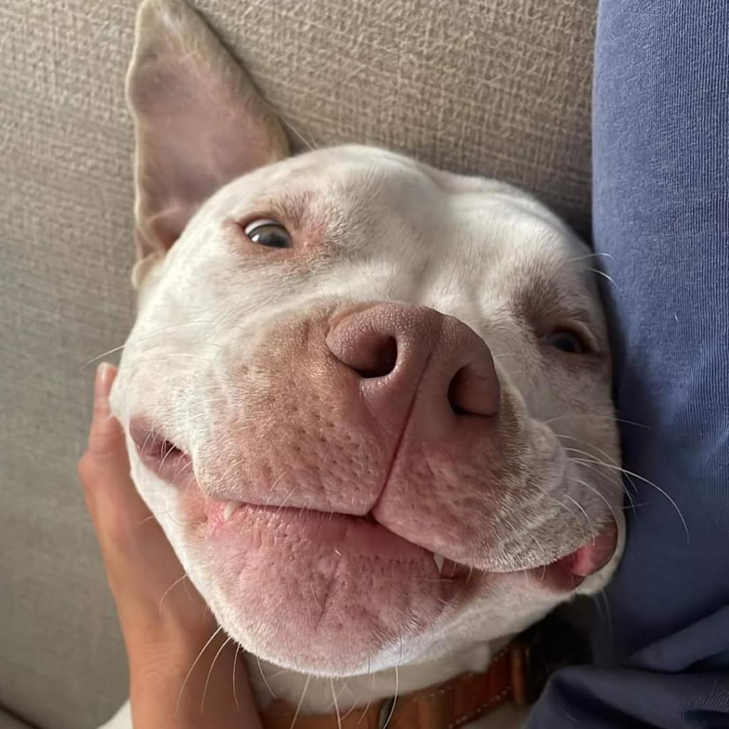 Enlarge Rocko, a Adoptable mixed breed in Peculiar, MO image 6/6