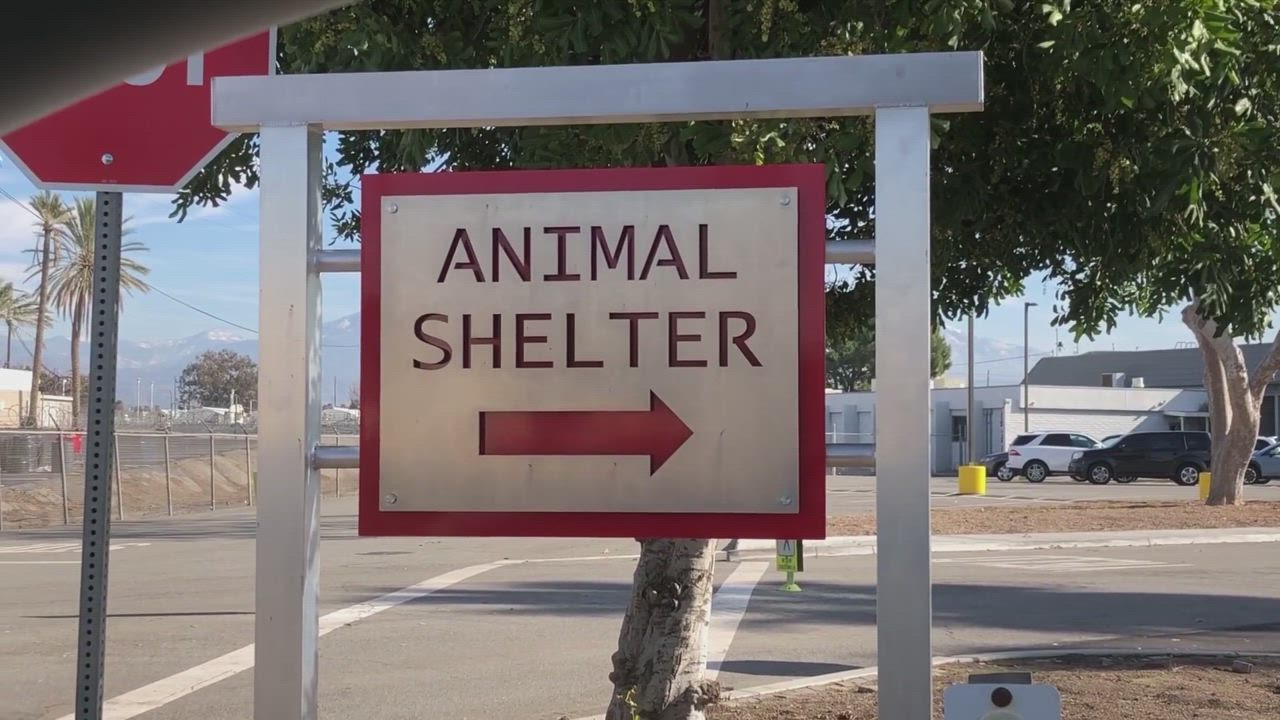 Enlarge Rooster, a Adopted Chihuahua in Forest Falls, CA video 1/6