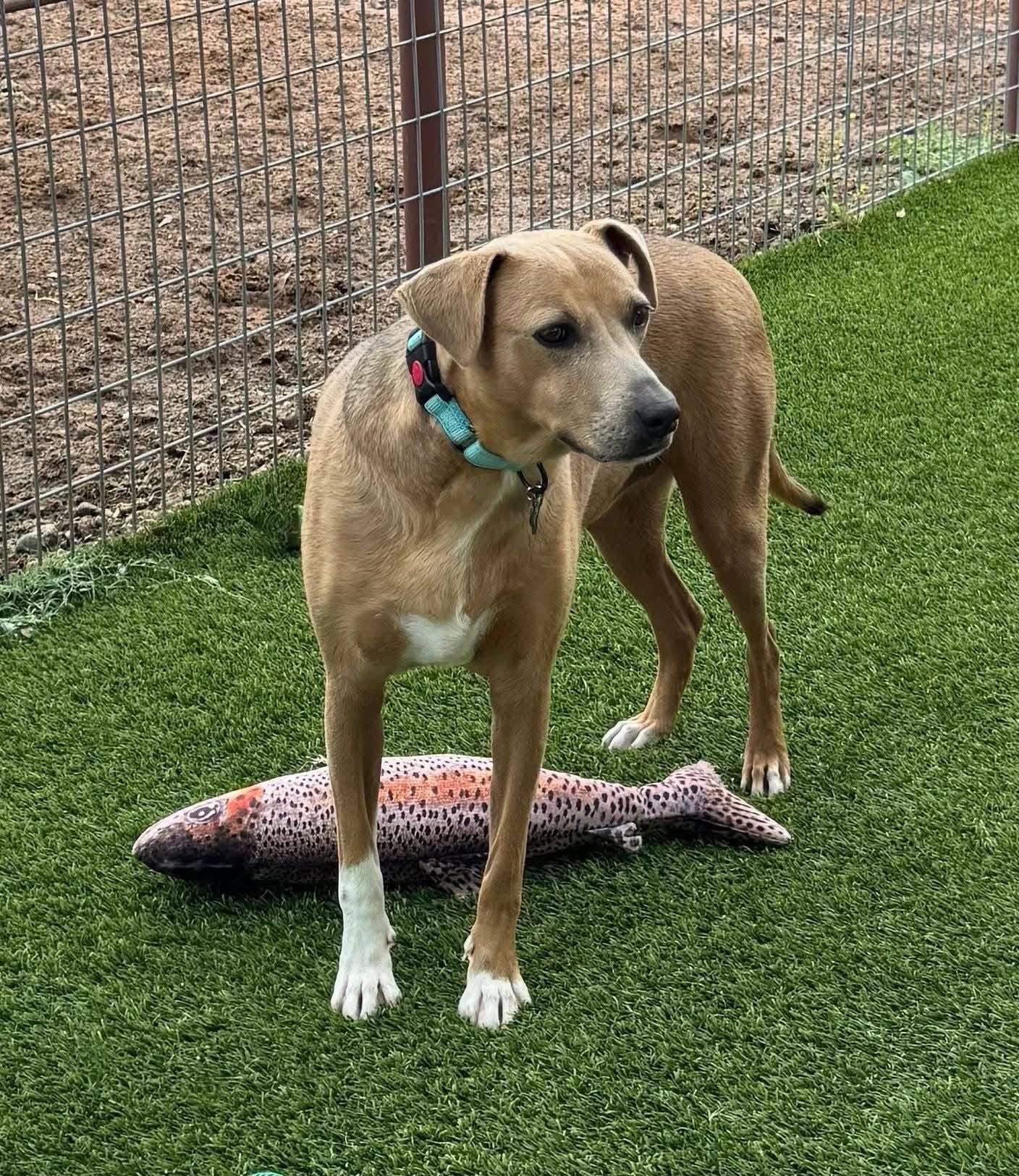 Sadie Marie, a Adoptable mixed breed in Keller, TX image 1/4