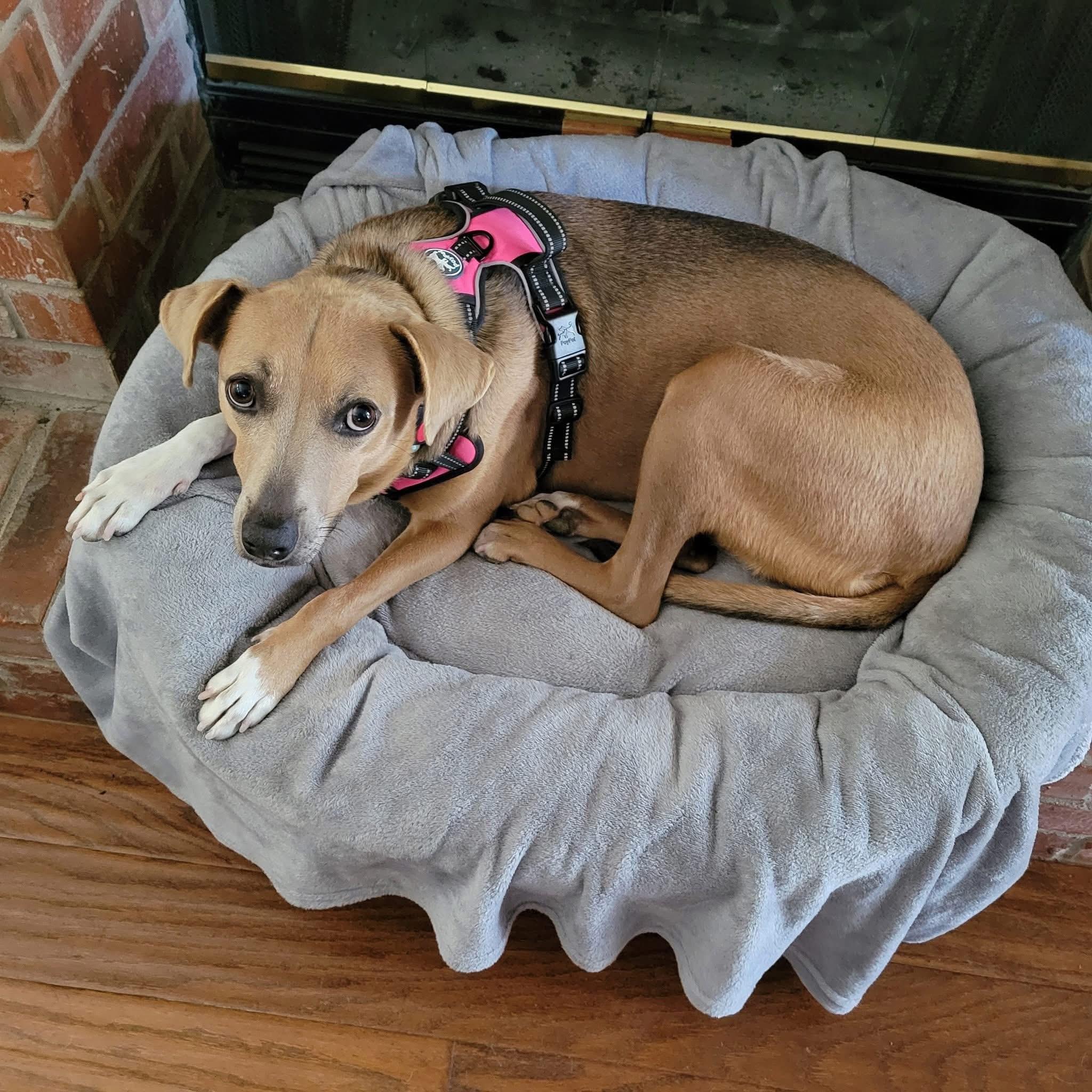 Sadie Marie, a Adoptable mixed breed in Keller, TX image 3/4