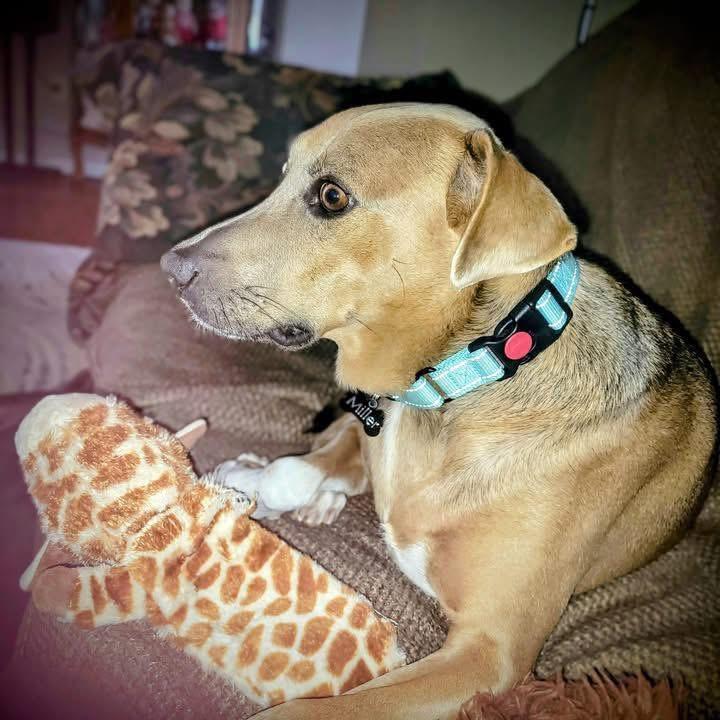 Sadie Marie, a Adoptable mixed breed in Keller, TX image 4/4