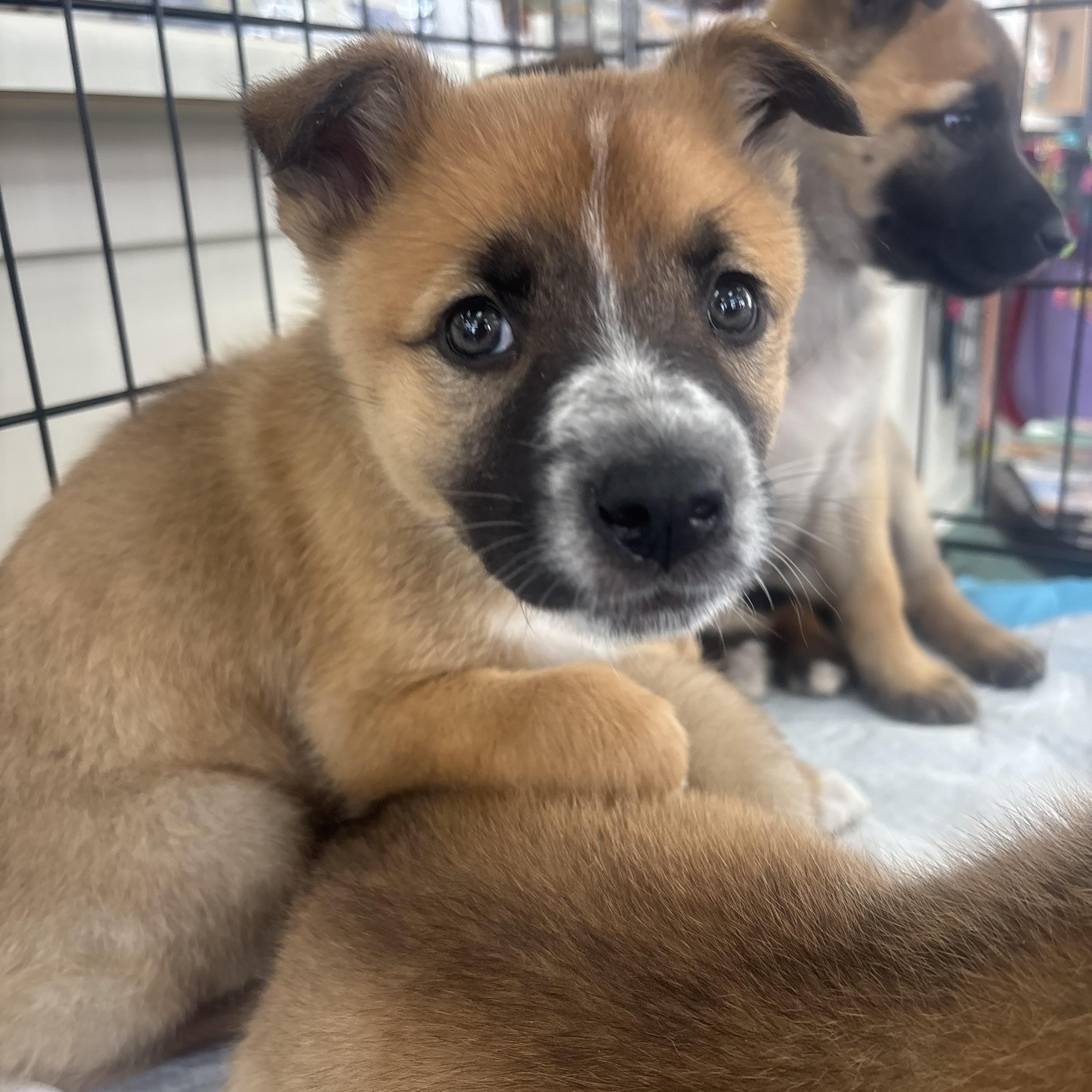 Rams, Adoptable, Puppy Female Australian Shepherd.