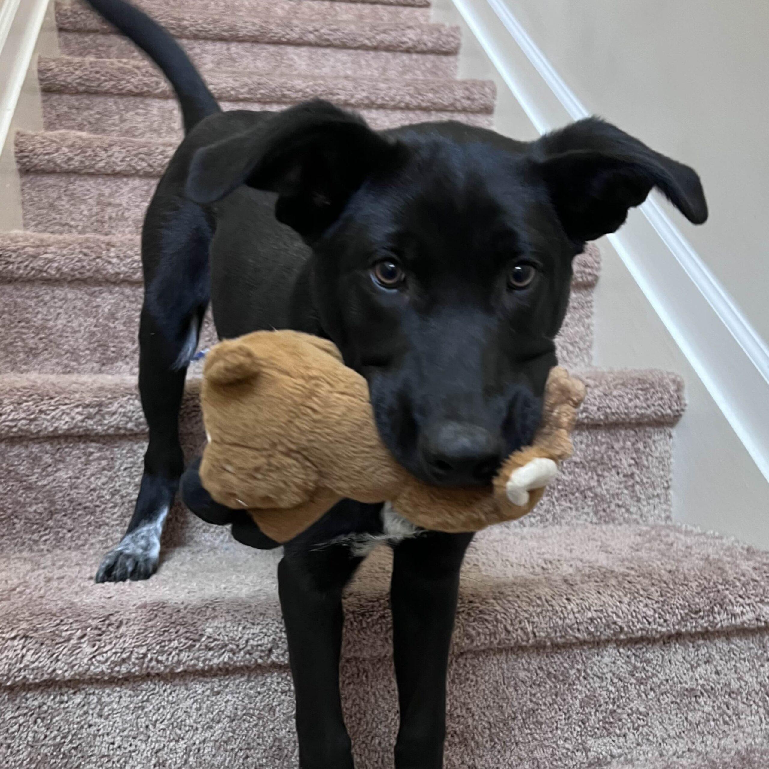 Tripp — thumbnail 4