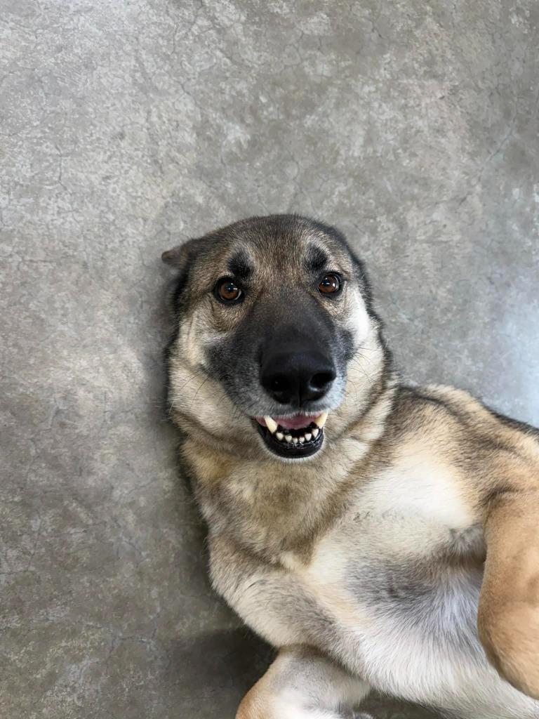 Pal, Adoptable, Adult Male German Shepherd Dog & Husky.