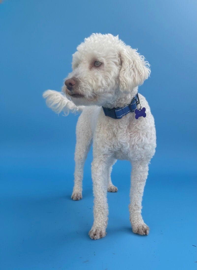 Silver, Adoptable, Adult Male Maltese & Poodle.