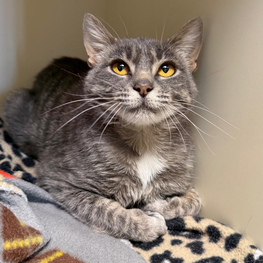 Mrs. Peacock, Adoptable, Young Female Domestic Short Hair.