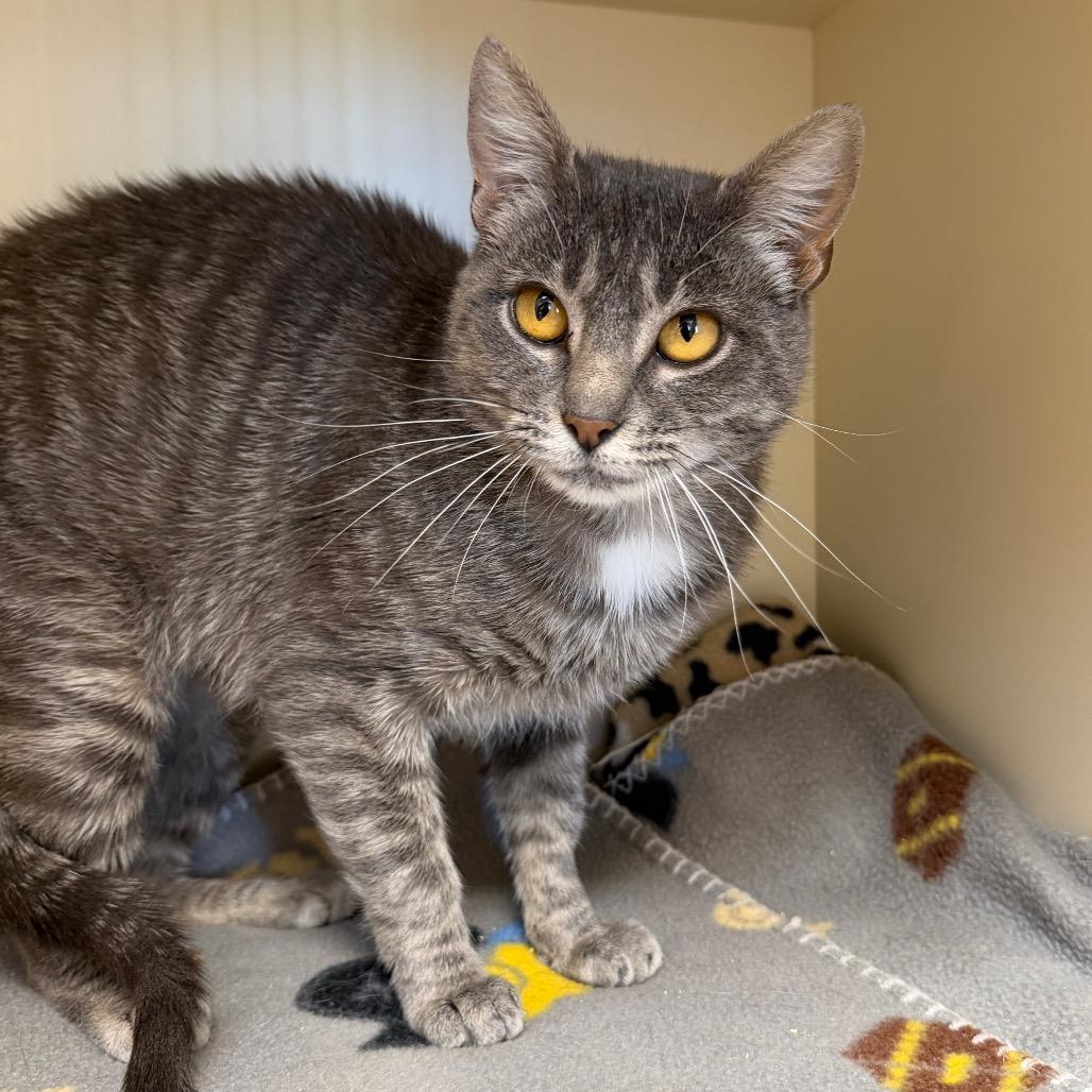 Enlarge Mrs. Peacock, a Adoptable Domestic Short Hair in Cody, WY image 3/4