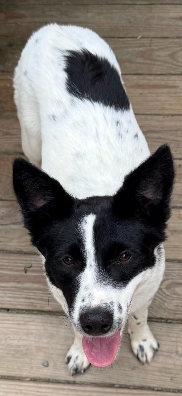 Nina, a Adoptable mixed breed in Gardiner, NY image 4/5