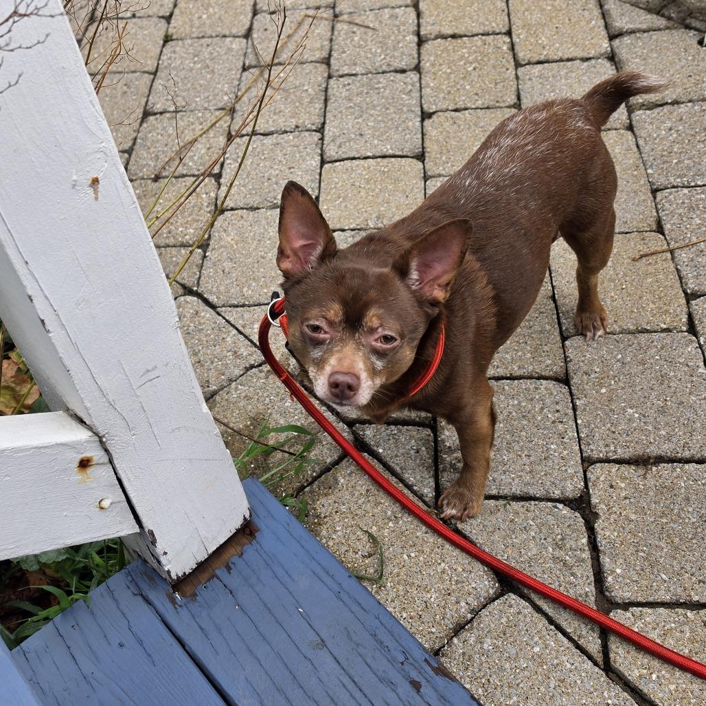 Feller, Adoptable, Adult Male Mixed Breed.