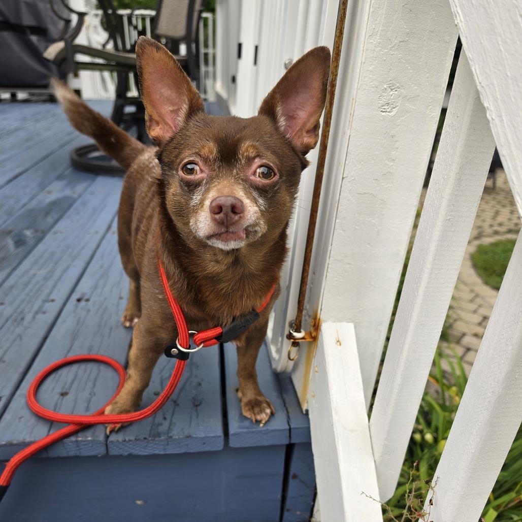 Enlarge Feller, a Adoptable Mixed Breed in Staten Island, NY image 2/6