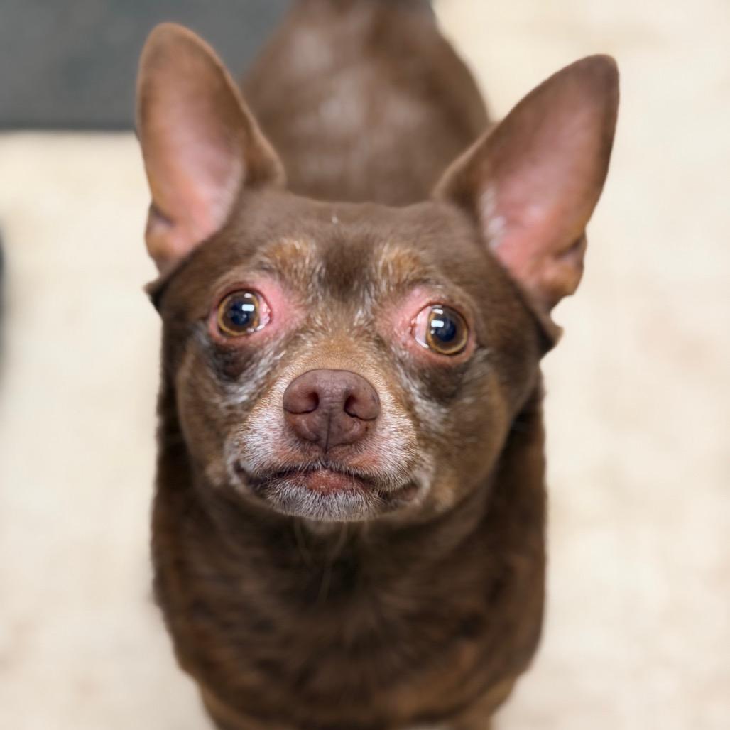 Enlarge Feller, a Adoptable Mixed Breed in Staten Island, NY image 3/6