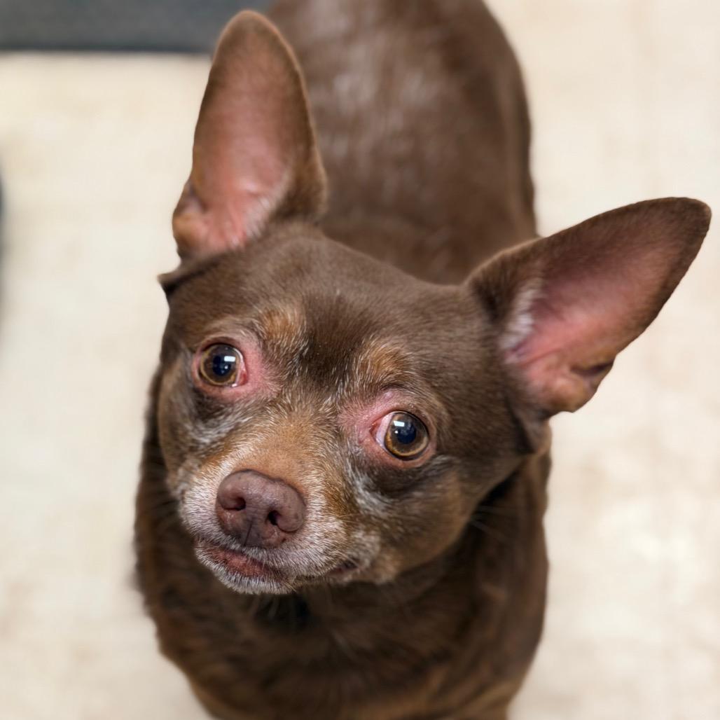 Enlarge Feller, a Adoptable Mixed Breed in Staten Island, NY image 4/6