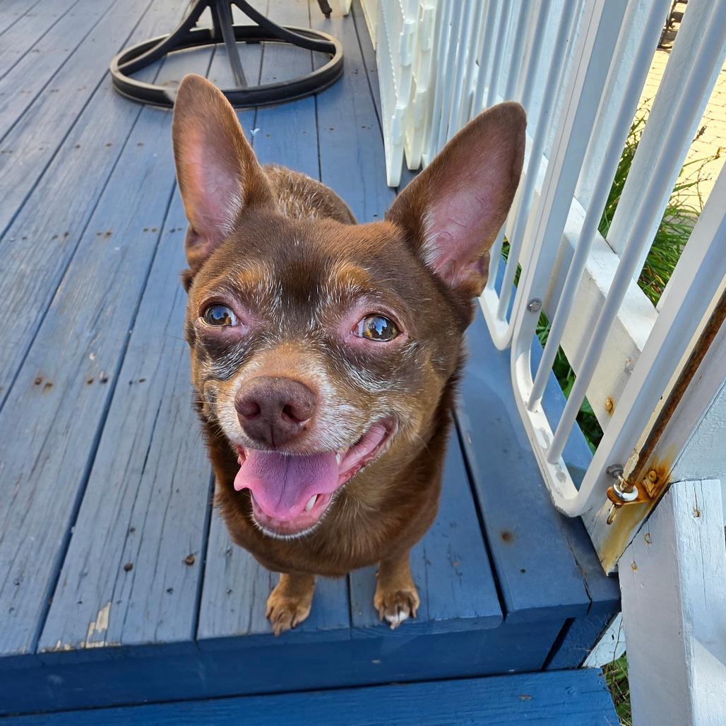 Enlarge Feller, a Adoptable Mixed Breed in Staten Island, NY image 5/6