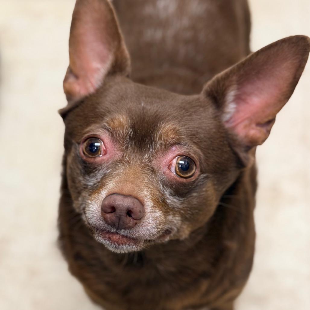 Enlarge Feller, a Adoptable Mixed Breed in Staten Island, NY image 6/6