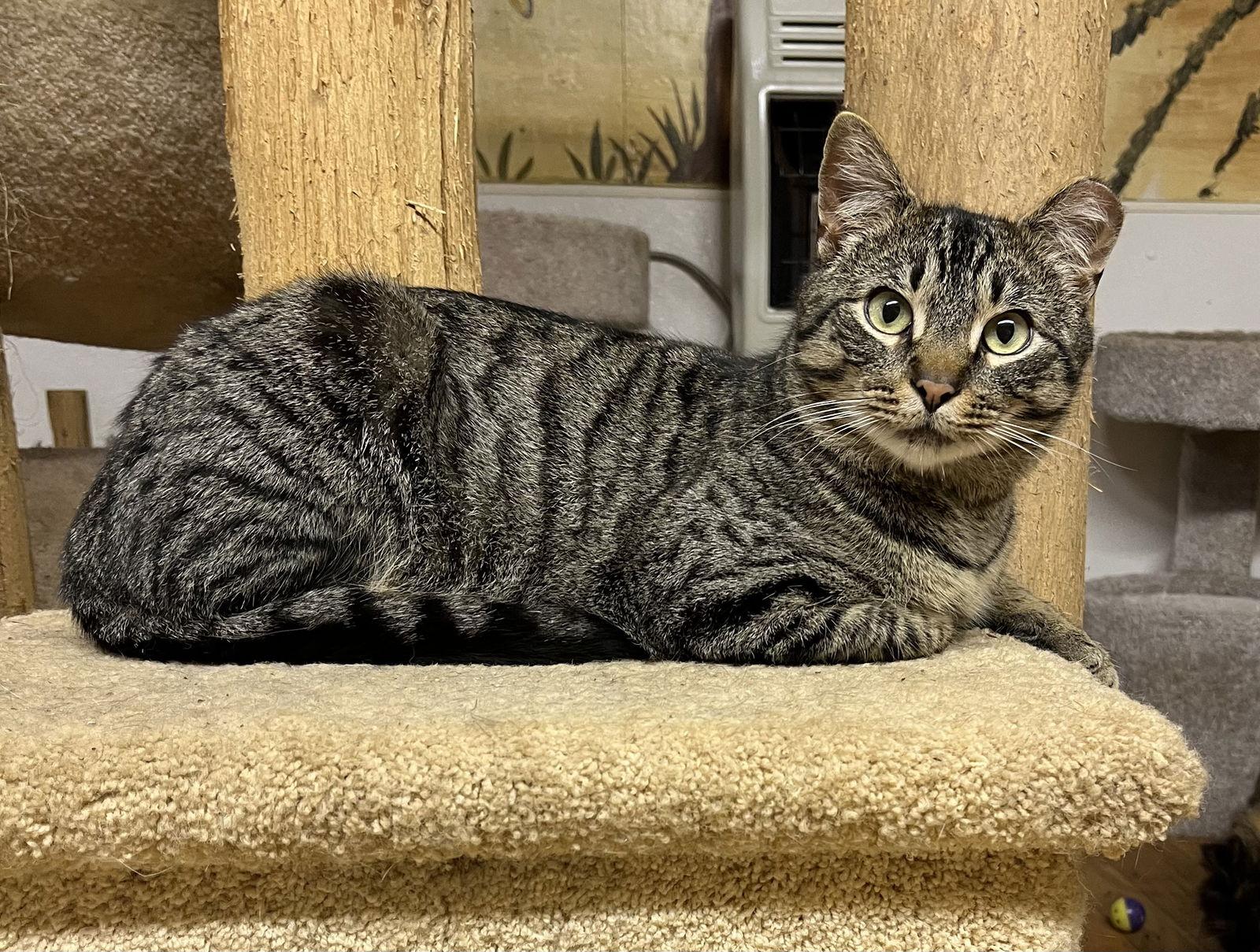 Elvis, Adoptable, Young Male Domestic Short Hair & Tabby.