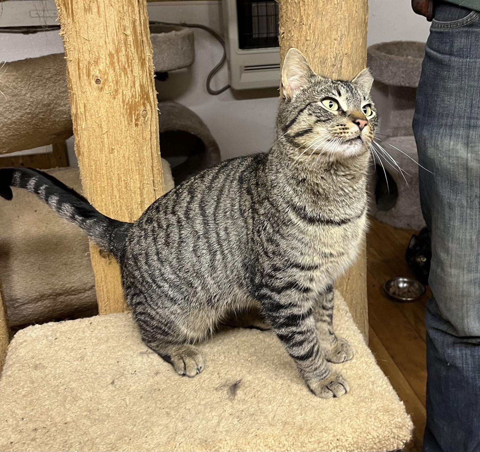 Enlarge Elvis, a Adoptable mixed breed in Trexlertown, PA image 2/3