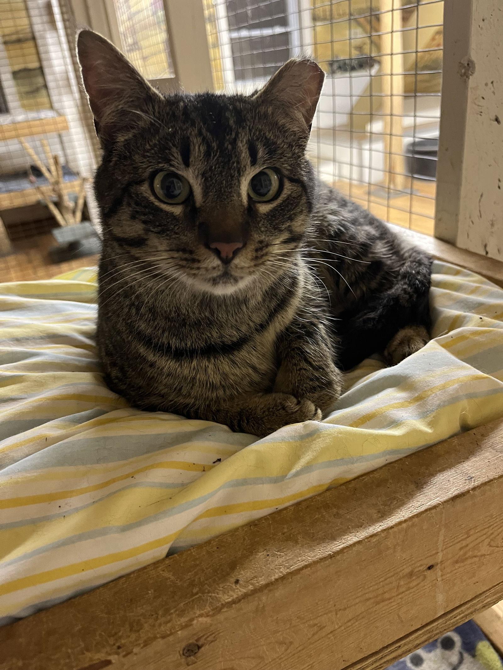 Enlarge Elvis, a Adoptable mixed breed in Trexlertown, PA image 3/3