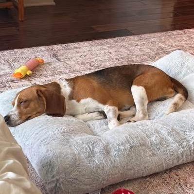 Oliver, Adoptable, Adult Male Beagle.