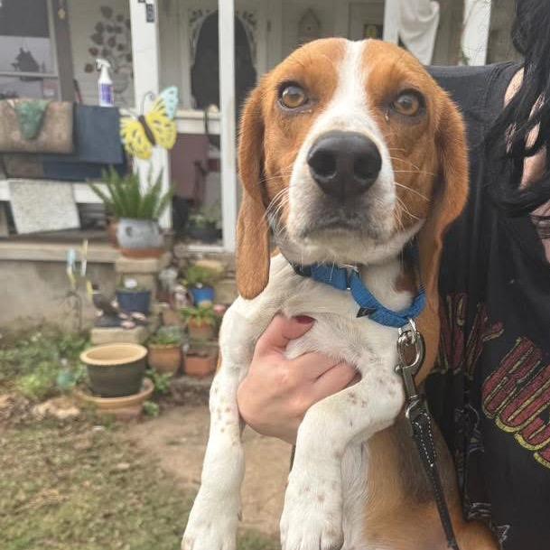 Enlarge Oliver, a Adoptable Beagle in Austin, TX image 2/6
